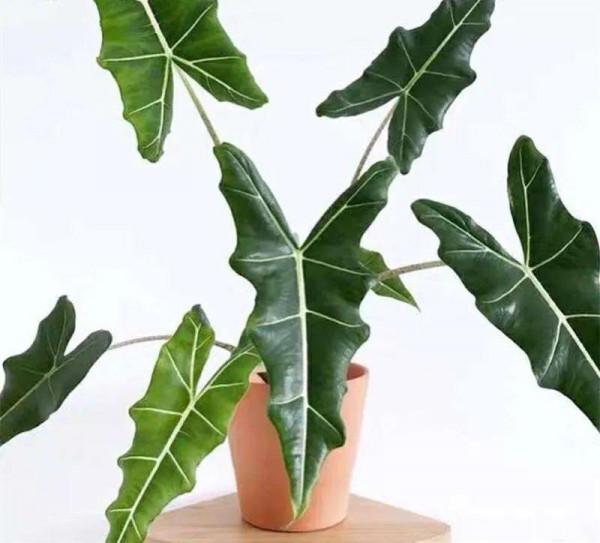 大葉子耐陰花，室內一定養，葉子比臉大，真涼快