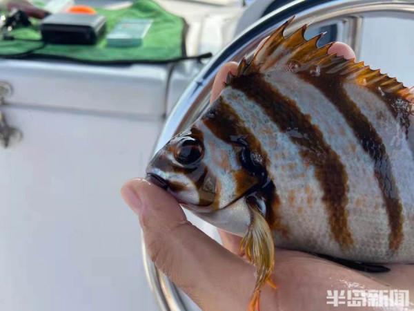 五彩斑斕！釣魚20年第一次見