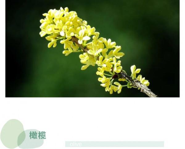 冬奧會絨線花美出圈，每種花的寓意都太棒了