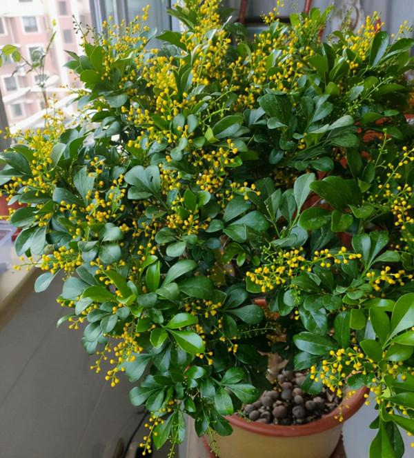 米蘭入冬“掉葉”嚴重,從這3點入手,輕鬆解決問題 米蘭入冬“掉葉”嚴重,從這3點入手,輕鬆解決問題