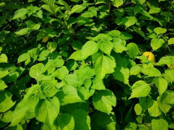 別翻書!馬上告訴我,古人都用哪些植物造紙? 別翻書!馬上告訴我,古人都用哪些植物造紙?