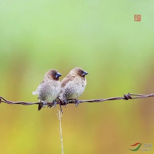 漂亮的愛情鳥---文鳥