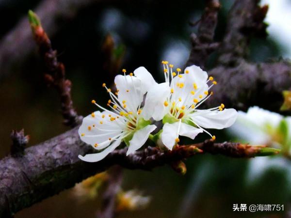 十八羅漢山的梨花開了