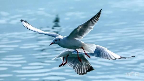 飛越萬水千山 四川多地再次迎來“候鳥旅行團”