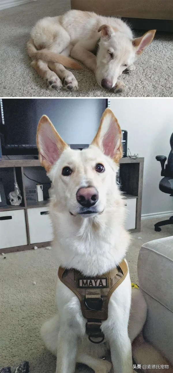 如果你也想要養狗，那就從救一隻狗開始吧...