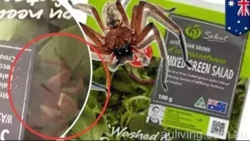 華人小心!最近澳洲超市的葡萄可能致命,吃前必須仔細檢查 華人小心!最近澳洲超市的葡萄可能致命,吃前必須仔細檢查