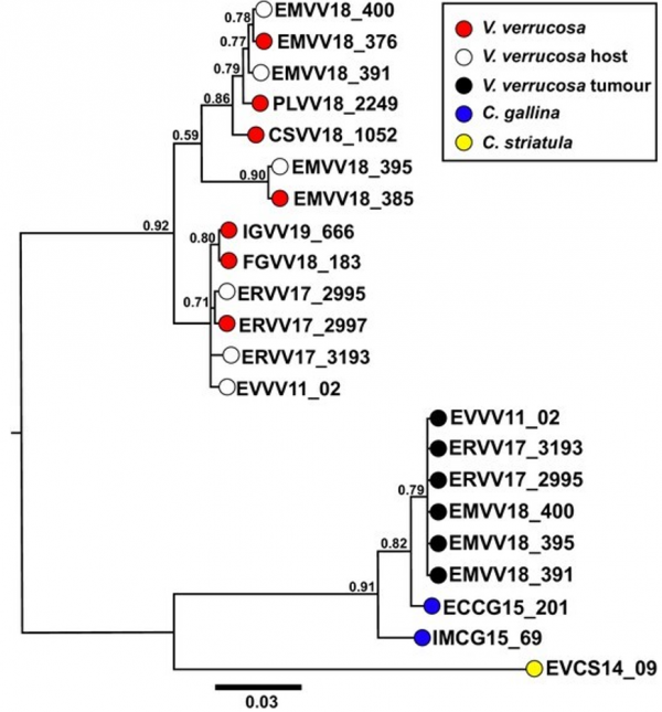 癌症，有時也可以傳染