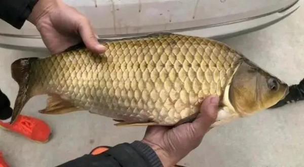 冬季隔夜窩應該這樣打