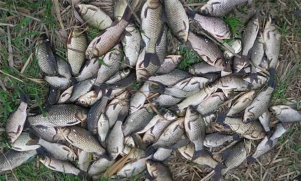 冬釣鯽魚,沒釣幾條魚就停口?這2種“王者餌料”才最適合聚魚 冬釣鯽魚,沒釣幾條魚就停口?這2種“王者餌料”才最適合聚魚