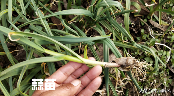 立冬後可以種什麼菜,5種蔬菜耐寒,更適宜 立冬後可以種什麼菜,5種蔬菜耐寒,更適宜