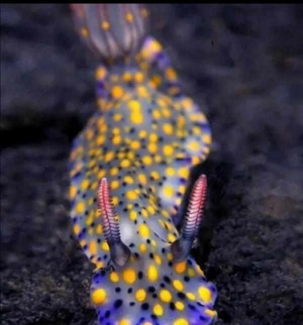 可愛呆萌的海兔，美出天際的海兔——海兔大全