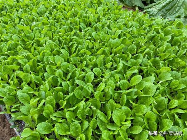 葉菜都是直接播種嗎？這5種育苗移栽長得更好，方法簡單不妨一試