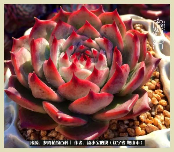 大東北的漫長冬季，我與多肉一起冬眠