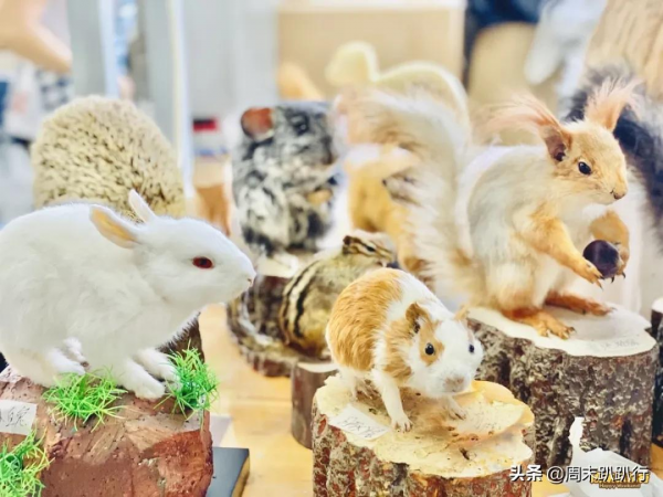 親子打卡!科學探索,細菌好有趣啊,參觀1000+件標本 親子打卡!科學探索,細菌好有趣啊,參觀1000+件標本