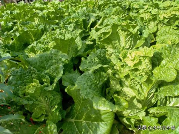 蔬菜招蟲子別光知道噴農藥，這兩種農家老辦法，效果比用藥好