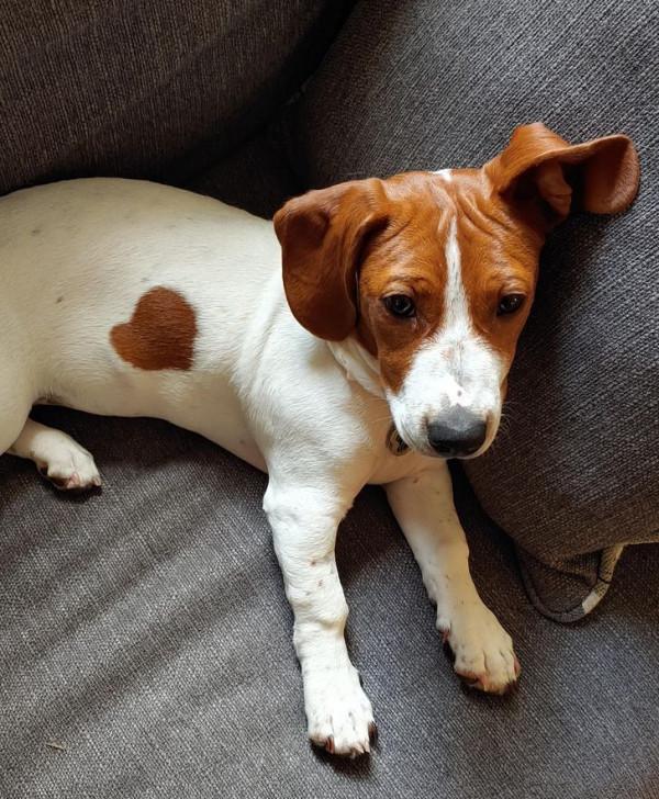 15種以上的動物擁有獨一無二的外觀,讓您的褲子魅力不減 15種以上的動物擁有獨一無二的外觀,讓您的褲子魅力不減