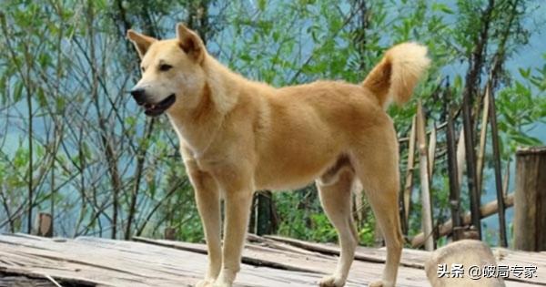 養殖肉狗怎麼找銷路 養殖肉狗怎麼找銷路