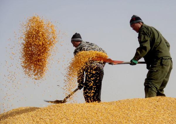 玉米年前漲價夢破碎，中儲糧拍賣密集來襲，1月10日全國玉米價格