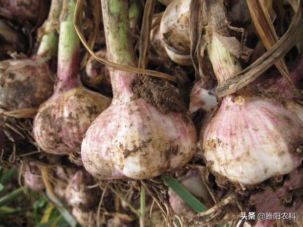 防治大蒜根腐病的新方法，播種前這樣處理，能管一季不發生