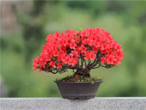 春節過後，打造唯美映山紅盆景，要注意這幾點（附圖）