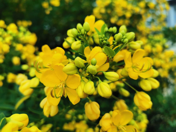 秋天常見的60種花，最全花卉圖譜，收藏起來慢慢看