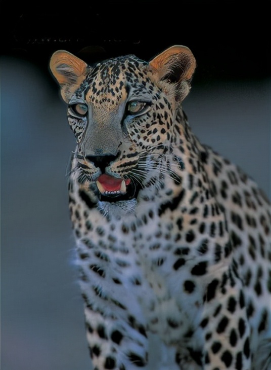 盤點世界上豹子的種類