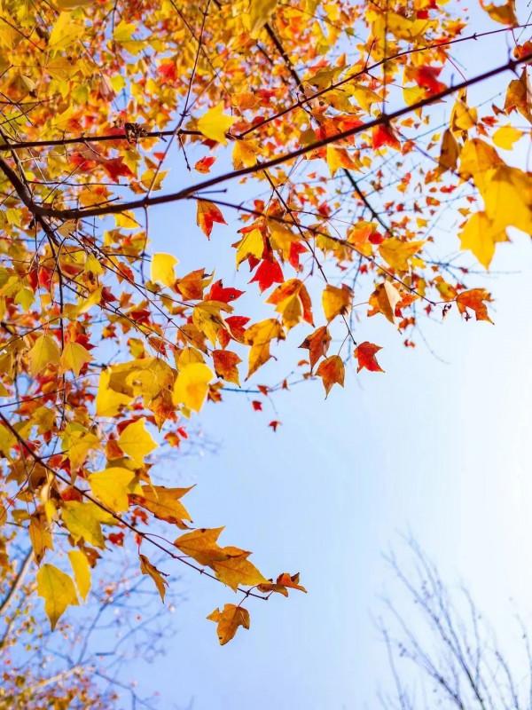 從繁殖到造型,在開啟三角楓盆景製作過程中感受繽紛世界 從繁殖到造型,在開啟三角楓盆景製作過程中感受繽紛世界