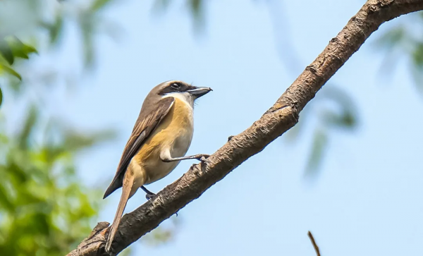 山西鳥類圖鑑 | ​楔尾伯勞