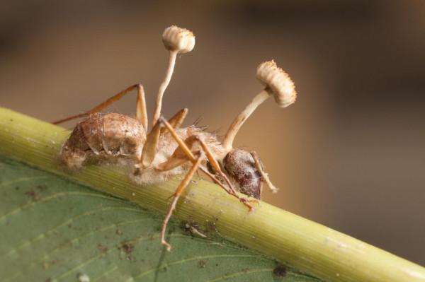 操控其他生物，占人體細胞數的90%，誰才是地球的主人？