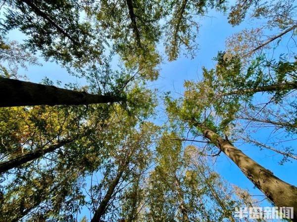 秋染白沙河 遨遊在畫中