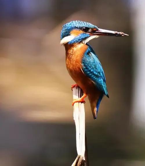 超級可愛的&mdash;&mdash;萃鳥