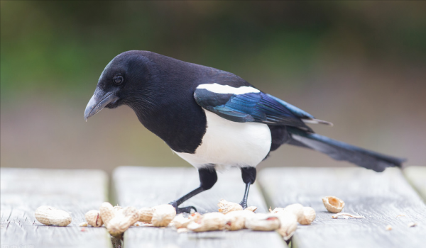 聰明的喜鵲可是&OpenCurlyDoubleQuote;高階建築師&rdquo;，它的窩外表粗糙內部奢華，扛風雪