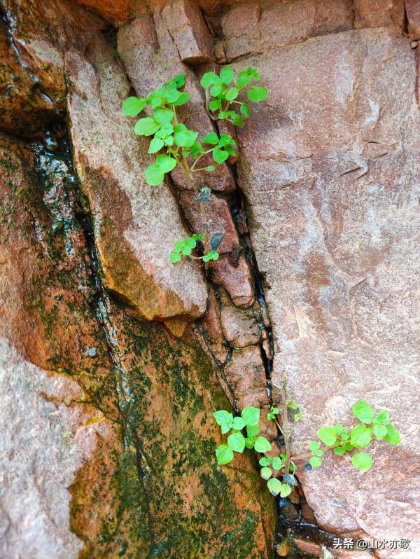 石家莊井陘錦山，雲鎖群山、霧漫叢林，雲橋飛渡，一顆橡果落下來