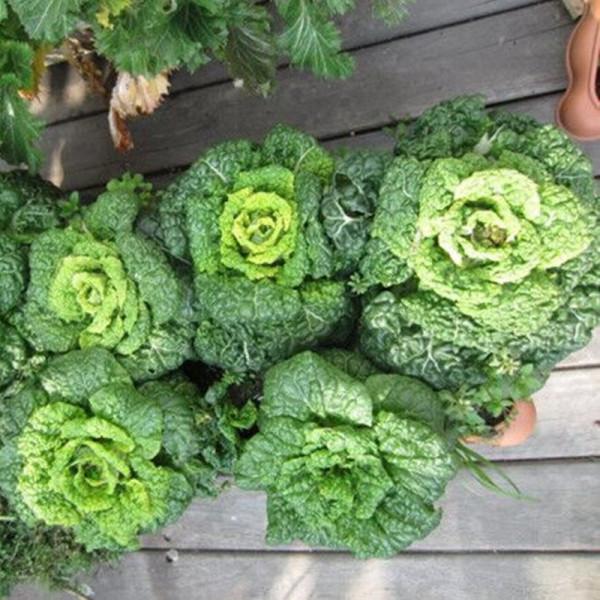 冬天種蔬菜首先這“8種”，不怕冷長得快，吃了一茬又一茬