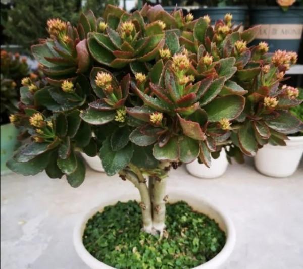 家裡養4種花,秋天給它“剪一剪”,花苞長更多 家裡養4種花,秋天給它“剪一剪”,花苞長更多