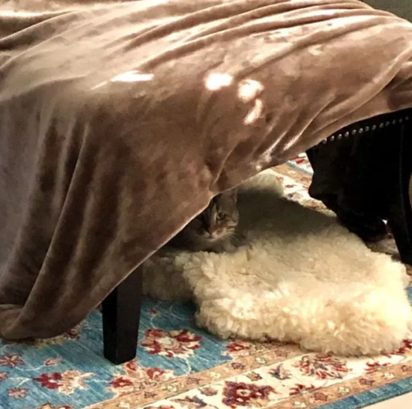 BC省大橘貓失蹤三年後在安省與主人重聚