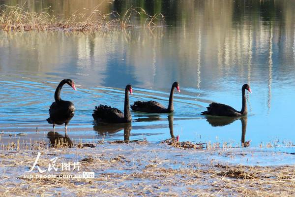 北京：野生黑天鵝飛抵永定河