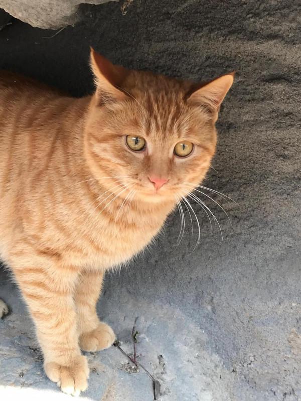 關於本人餵食流浪貓以來聽到的一些反對的聲音