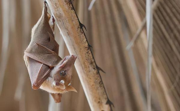 20個關於動物的有趣知識,有些動物居然牽著手睡覺 20個關於動物的有趣知識,有些動物居然牽著手睡覺