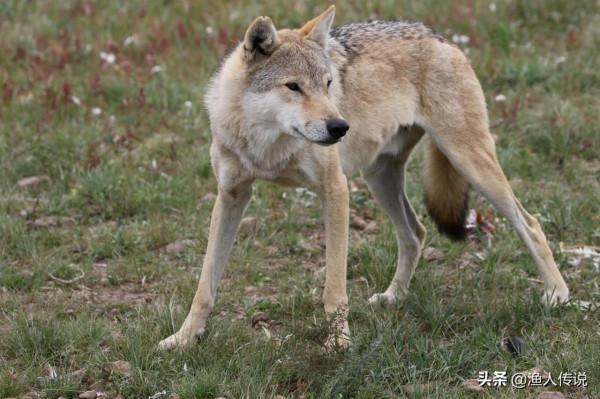 知青故事：狼天天偷羊終被抓，知青卻將它放生，兩年後狼救他一命