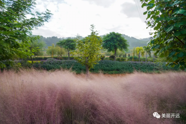 開遠粉黛亂子草浪漫盛放 宛若粉色“海洋” 開遠粉黛亂子草浪漫盛放 宛若粉色“海洋”