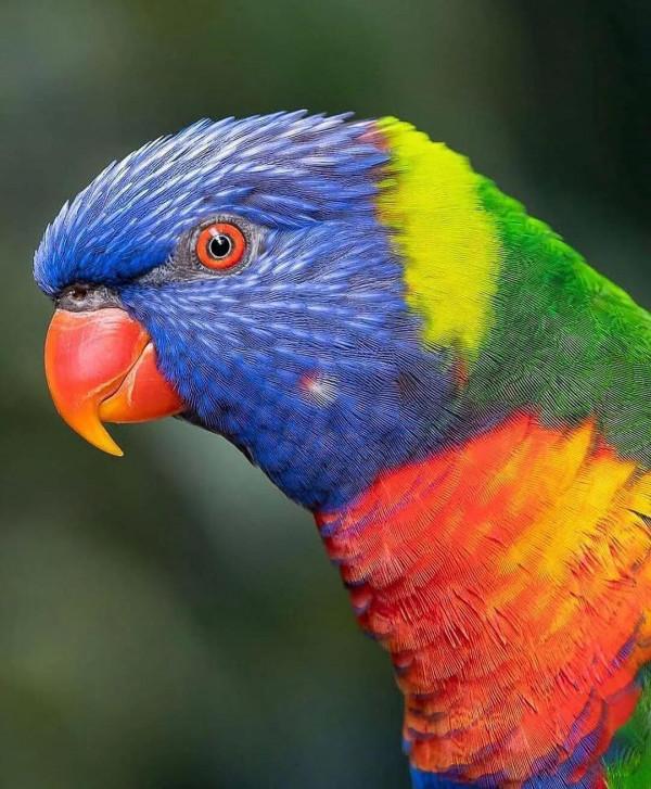 分享——最珍貴罕見的鳥