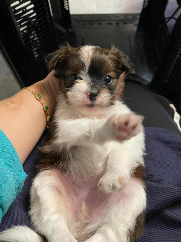 家有小狗初長成