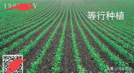 玉米種植一穴單株、雙株、三株，哪種模式高產？看後有答案