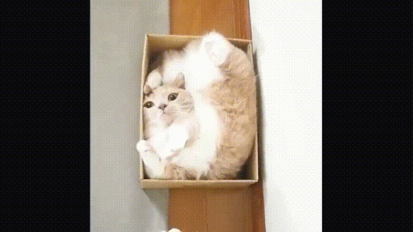 液體貓咪之謎：為什麼說貓都是液體？這竟然是被證明過的科學結論