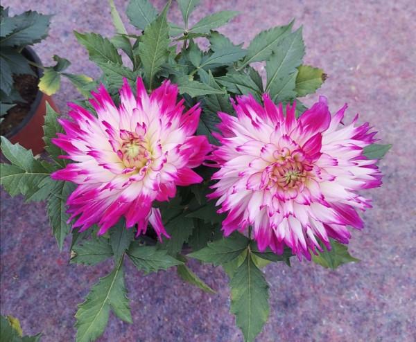 喜歡養花，不能少2種花，開出花朵碩大美麗，關鍵還好養