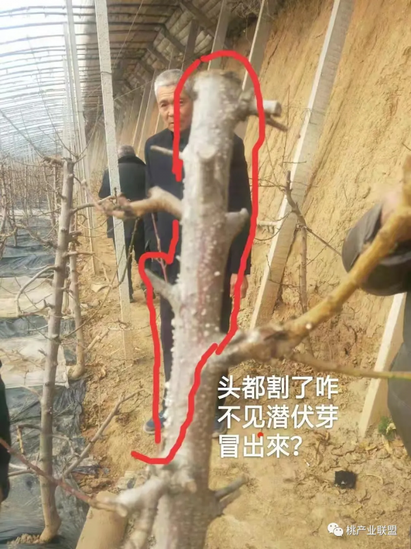 桃樹冬剪最容易忽視的幾點細節問題 桃樹冬剪最容易忽視的幾點細節問題