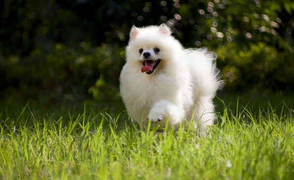 秋季養博美,這些“小問題”該注意,不然容易生病了 秋季養博美,這些“小問題”該注意,不然容易生病了