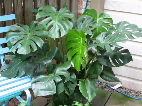 室內養花有講究，不同的花卉要擺放在不同的區域，擺錯了很難養好