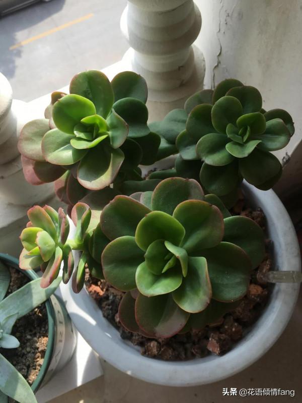 一棵紅梅多肉的變化